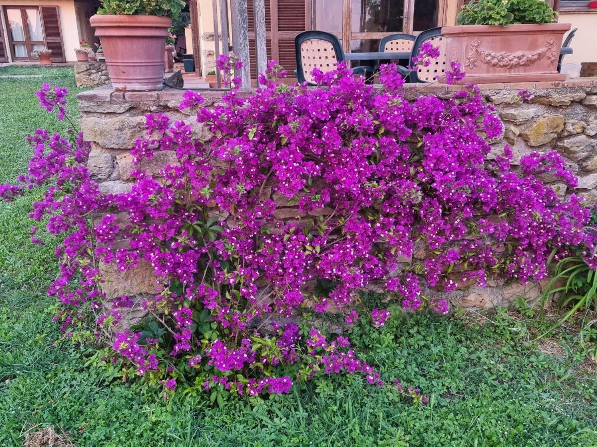 Villa Vigna Lontana Montescudaio Exterior foto